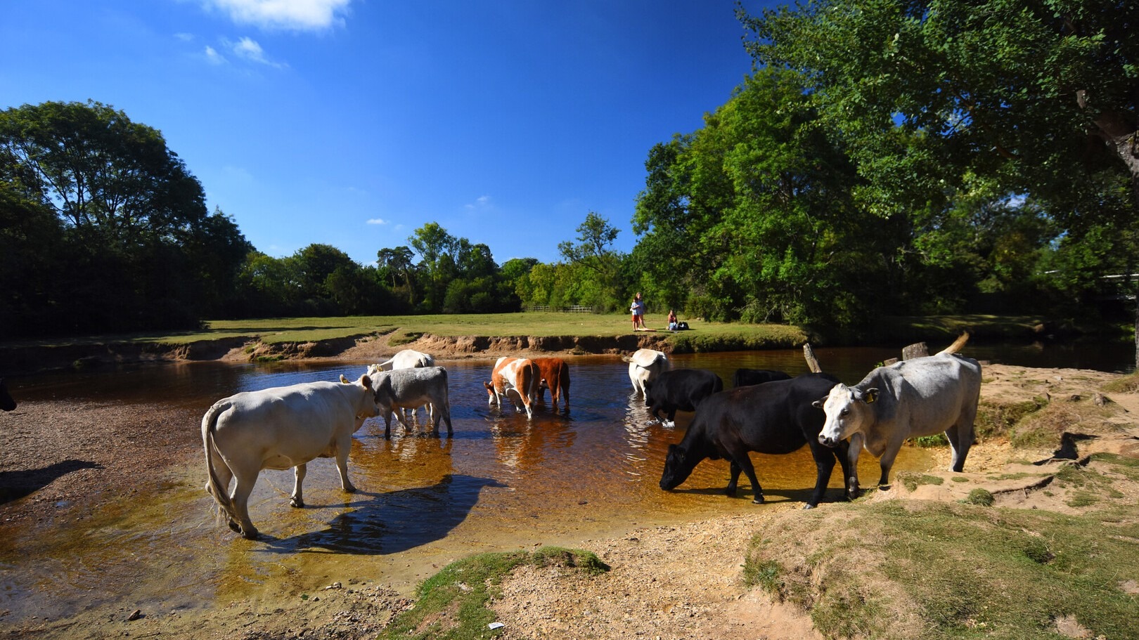 Cows wading and drinking in the Lymington River at Balmer Lawn, Brockenhurst, with trees and a grassy bank under blue sky