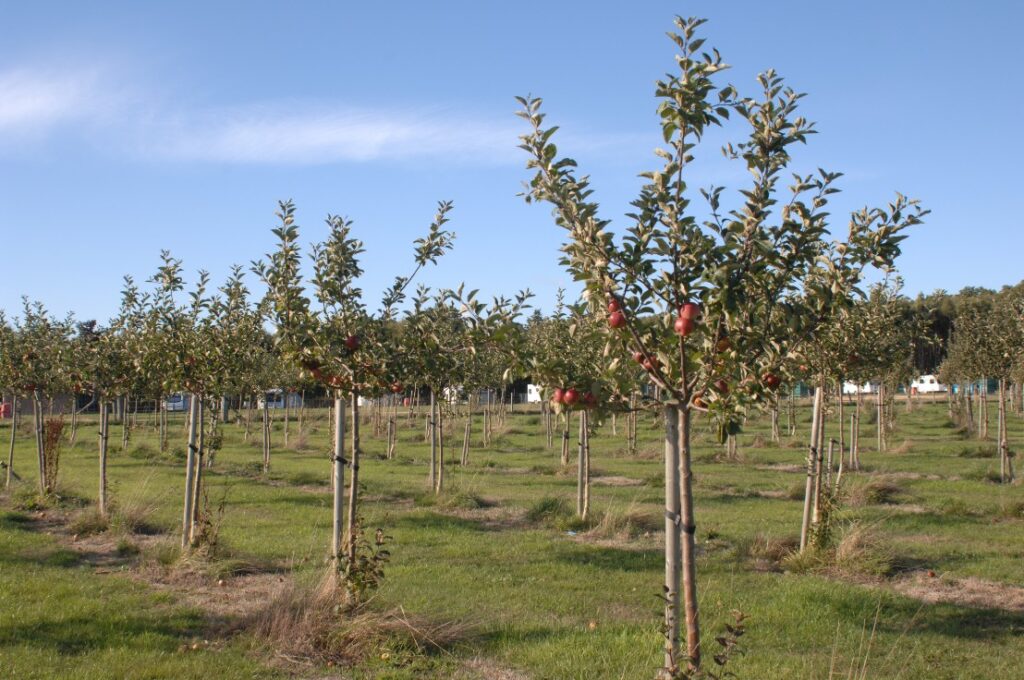 New Forest orchard