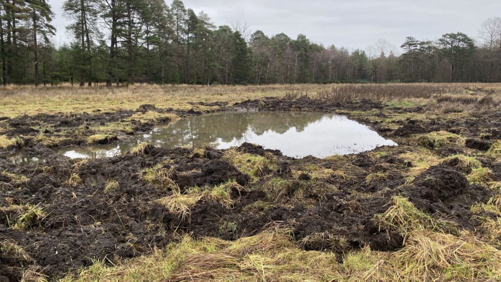 A newly created pond in a field with conifer behind