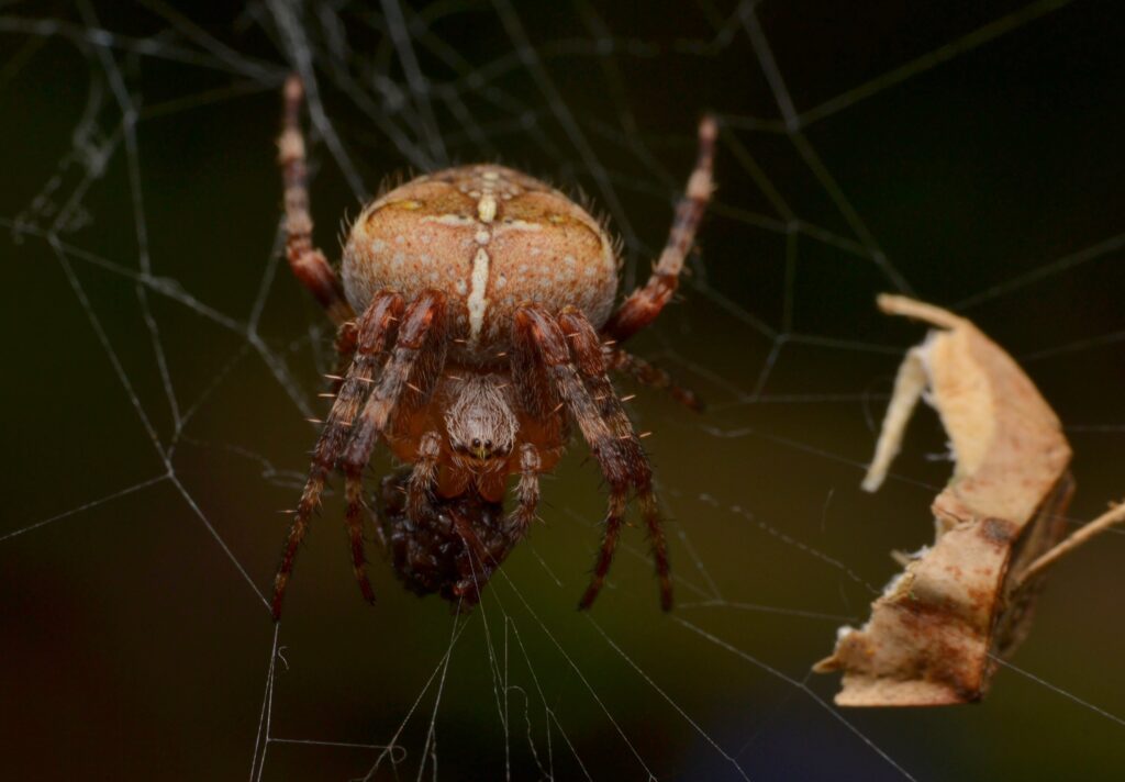 Garden-spider-Araneus-diadematus.-1