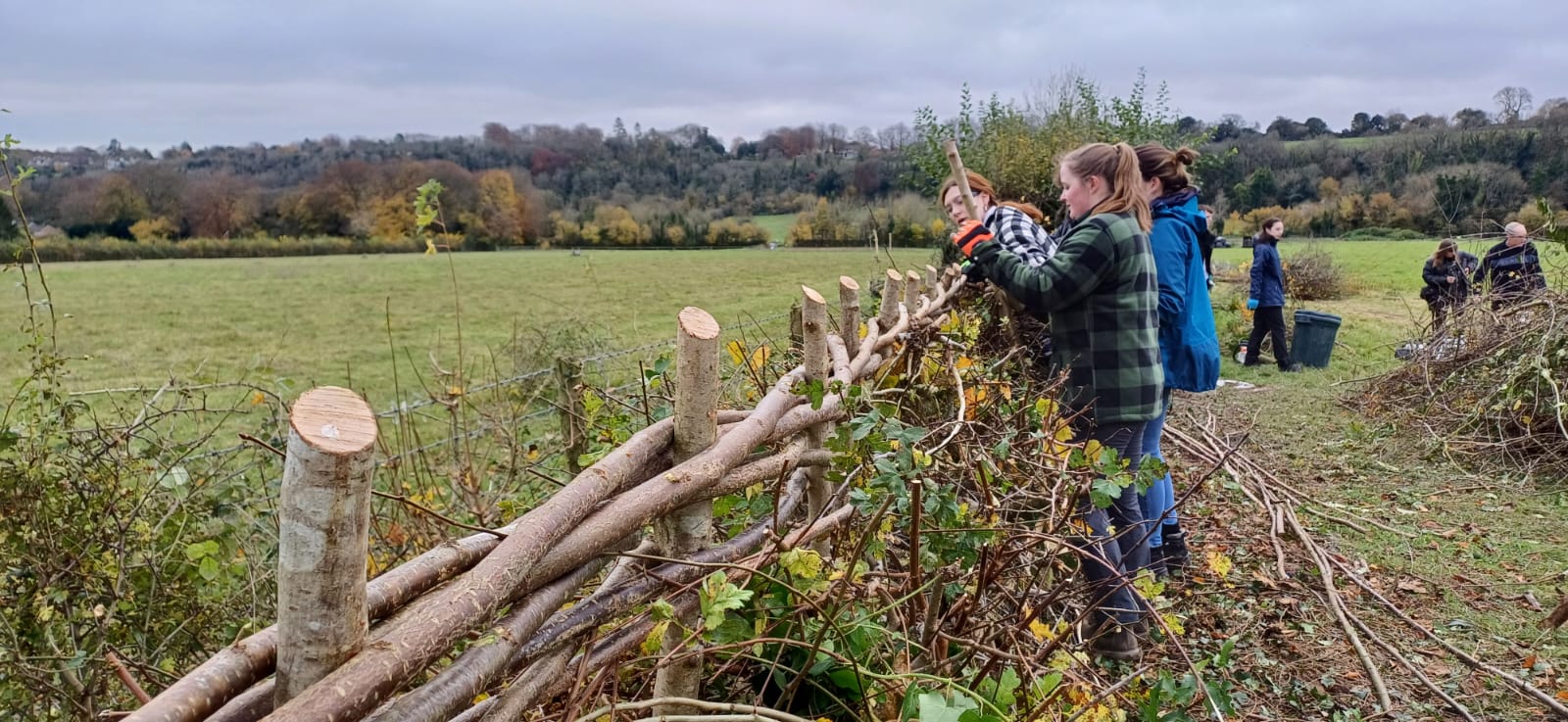 Volunteers laying a hedge by weaving cut branches between wooden stakes in a rural Hampshire field under grey skies