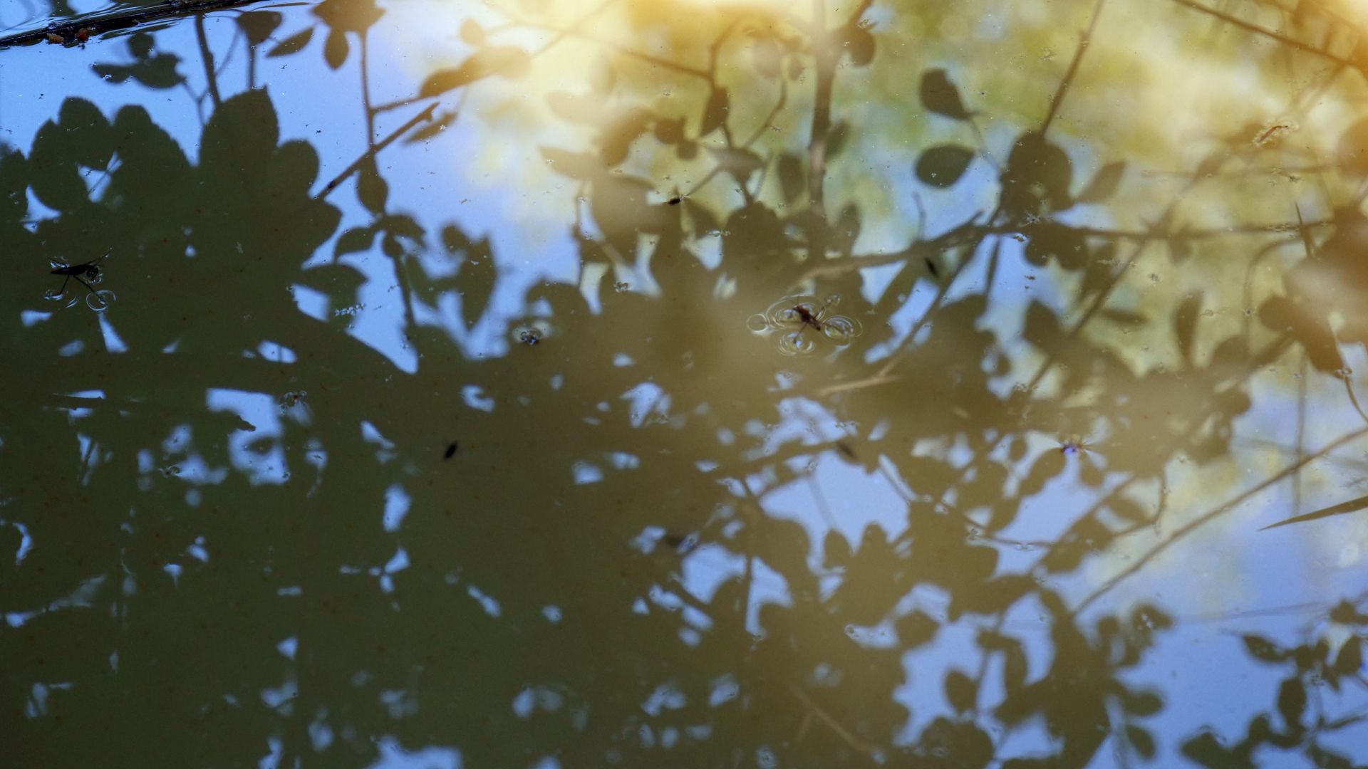 photo reflection in a pond