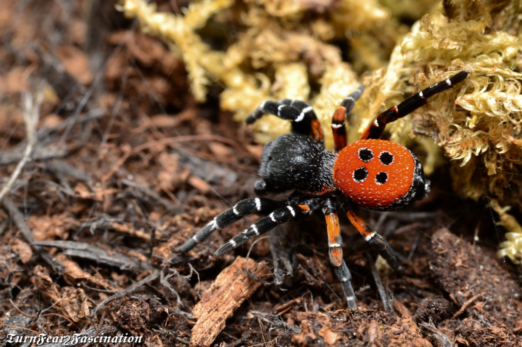 Ladybird-Spider-Tone-Killick