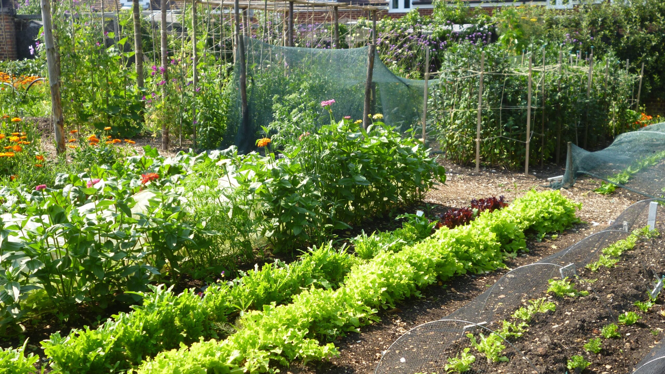 an allotment with rows of vegetables