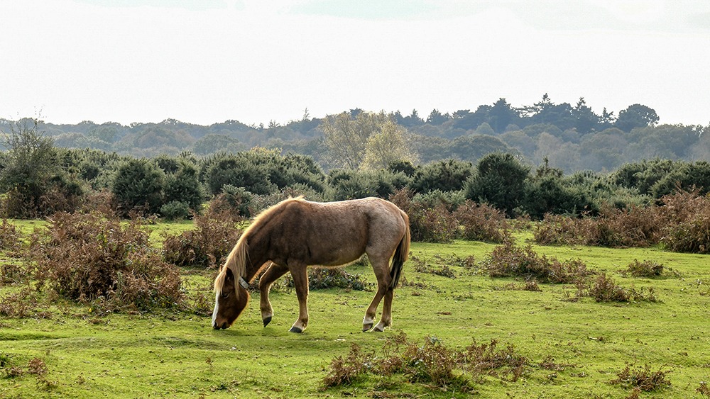 Pony in the New Forest