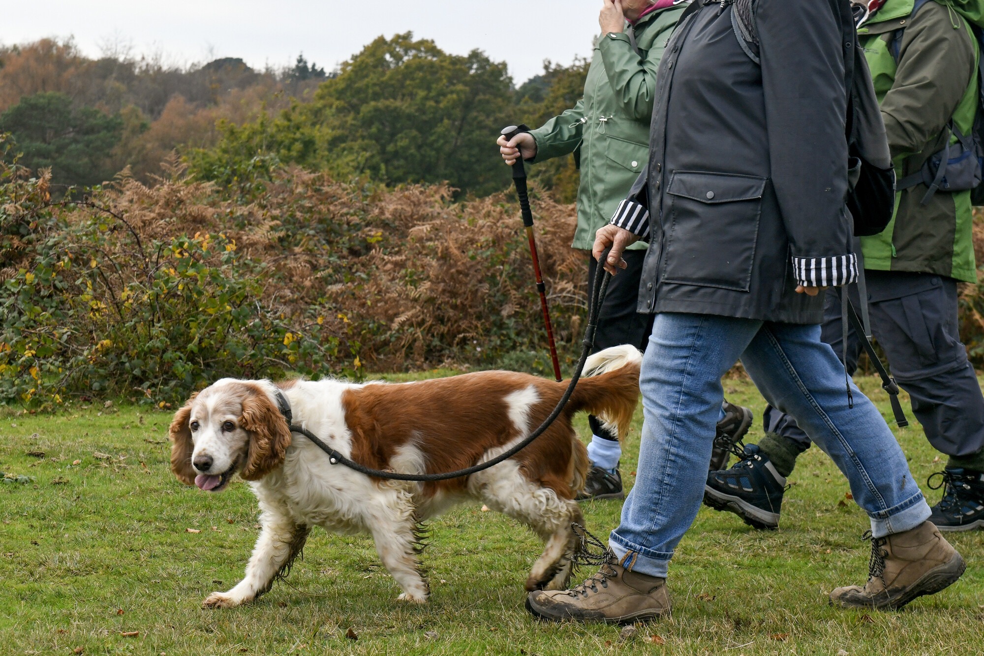 A white and brown dog on a lead and several people shown from the waist down walking on a grass path. One has a walking stick.