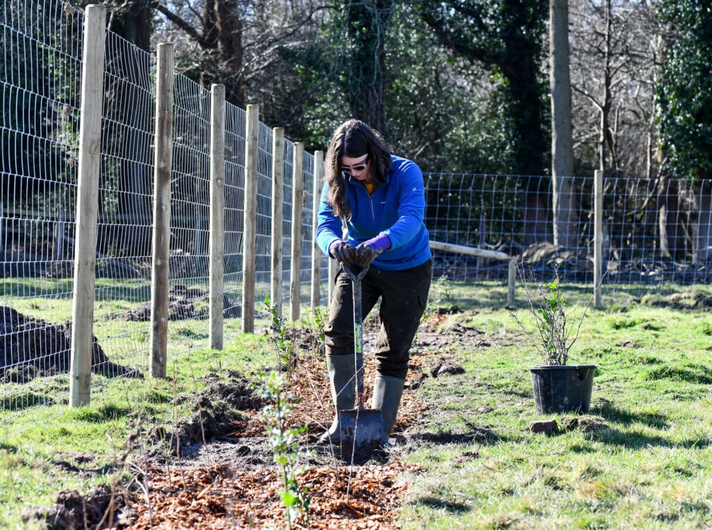A young volunteer digs with a shovel on a tree-planting session.