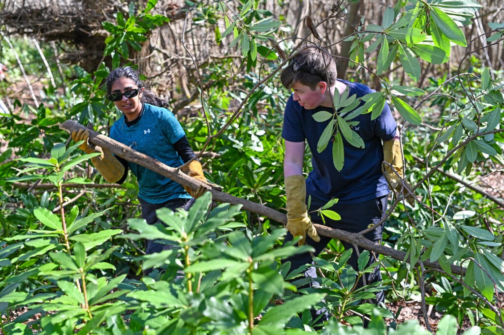 Two volunteers wearing gloves carry a cut branch through dense rhododendron scrub at Teddy's Farm, Lymington