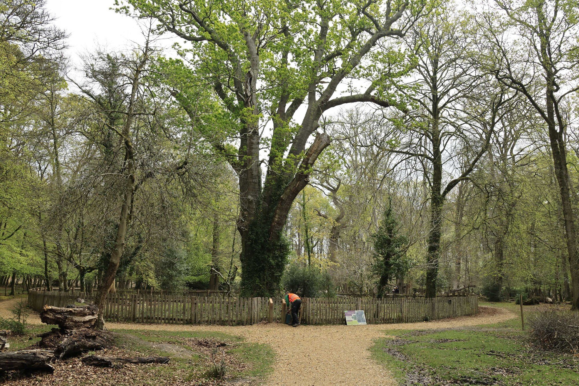 a path leading up to a large oak tree surrounded by a fence