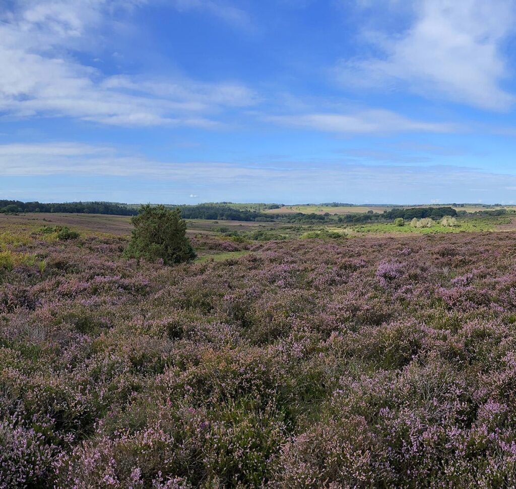 heathland restoration Credit Russell Wynn