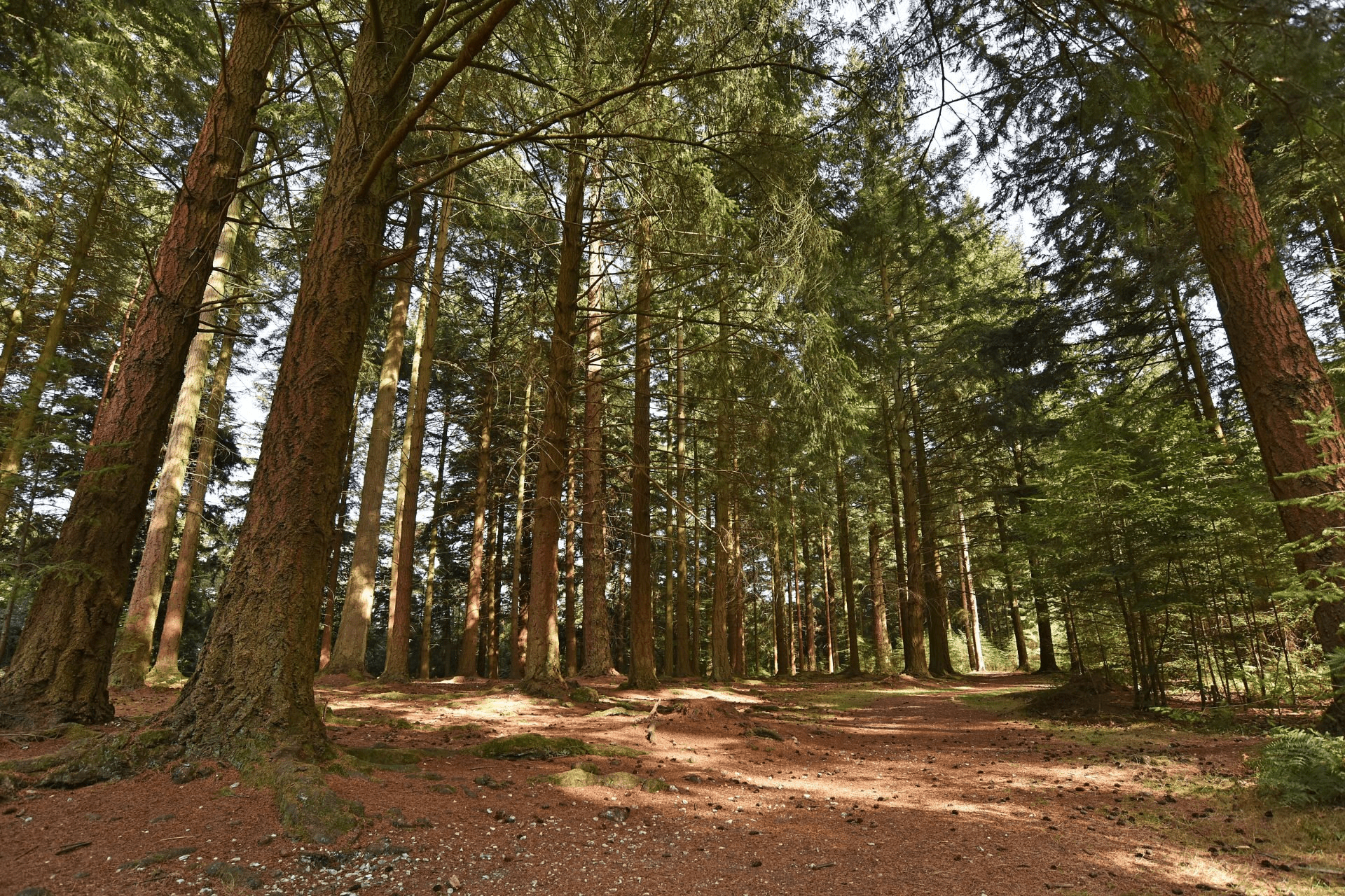Sunlit forest with tall pine trees and a needle-covered trail curving through the woods