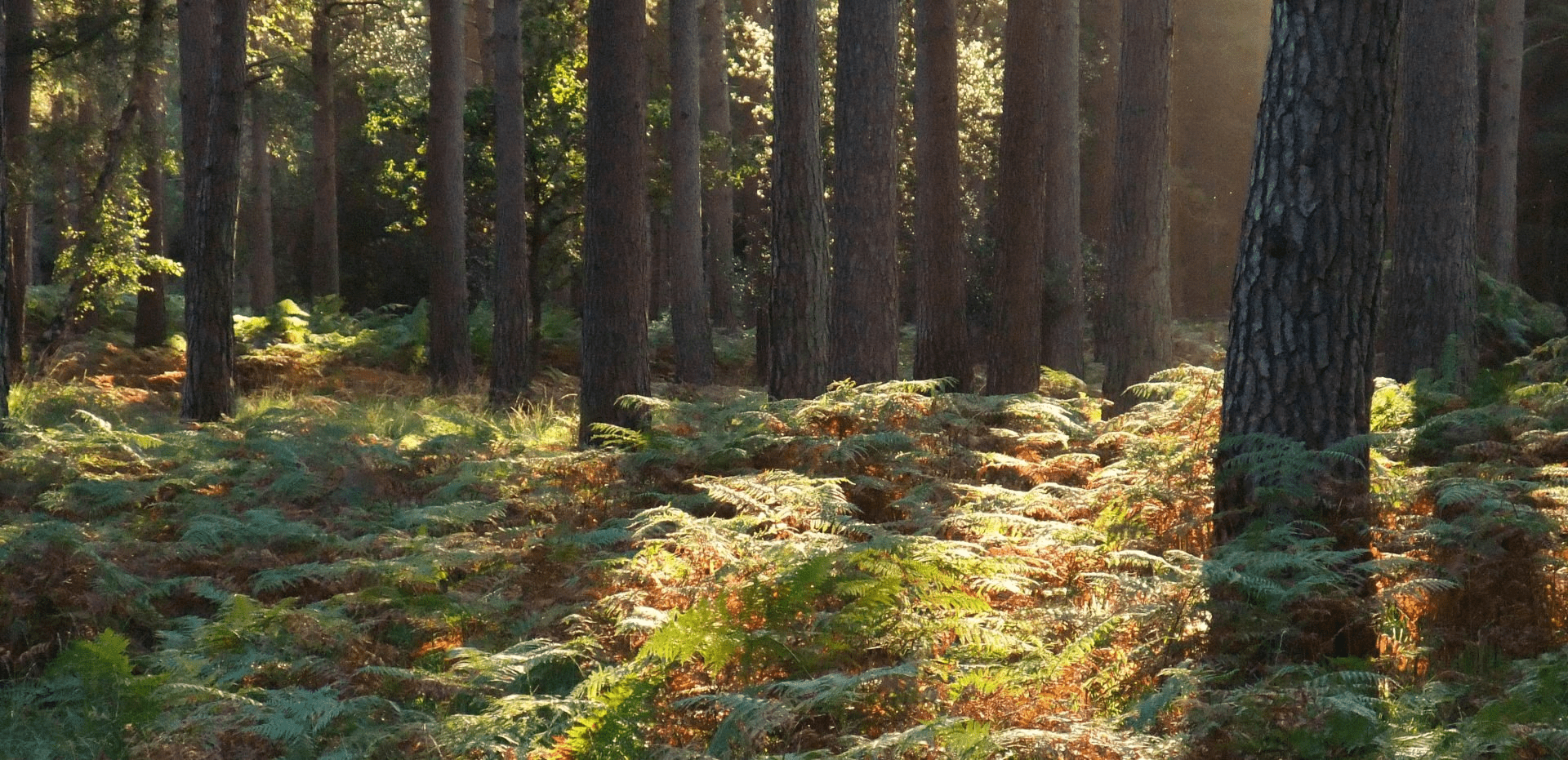 Sunlight filtering through tall pine trunks over a carpet of ferns in Rhinefield Ornamental Woodland