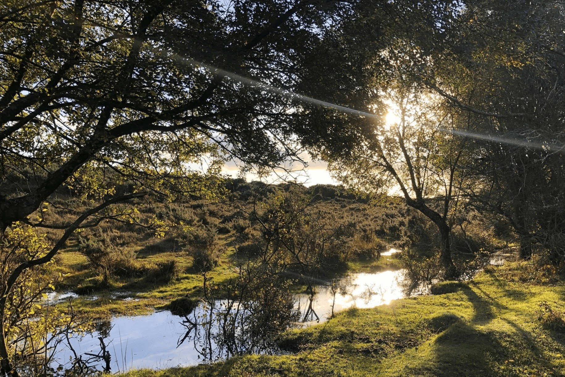 Sunlight through trees over a grassy marsh with shallow water pools reflecting the sky