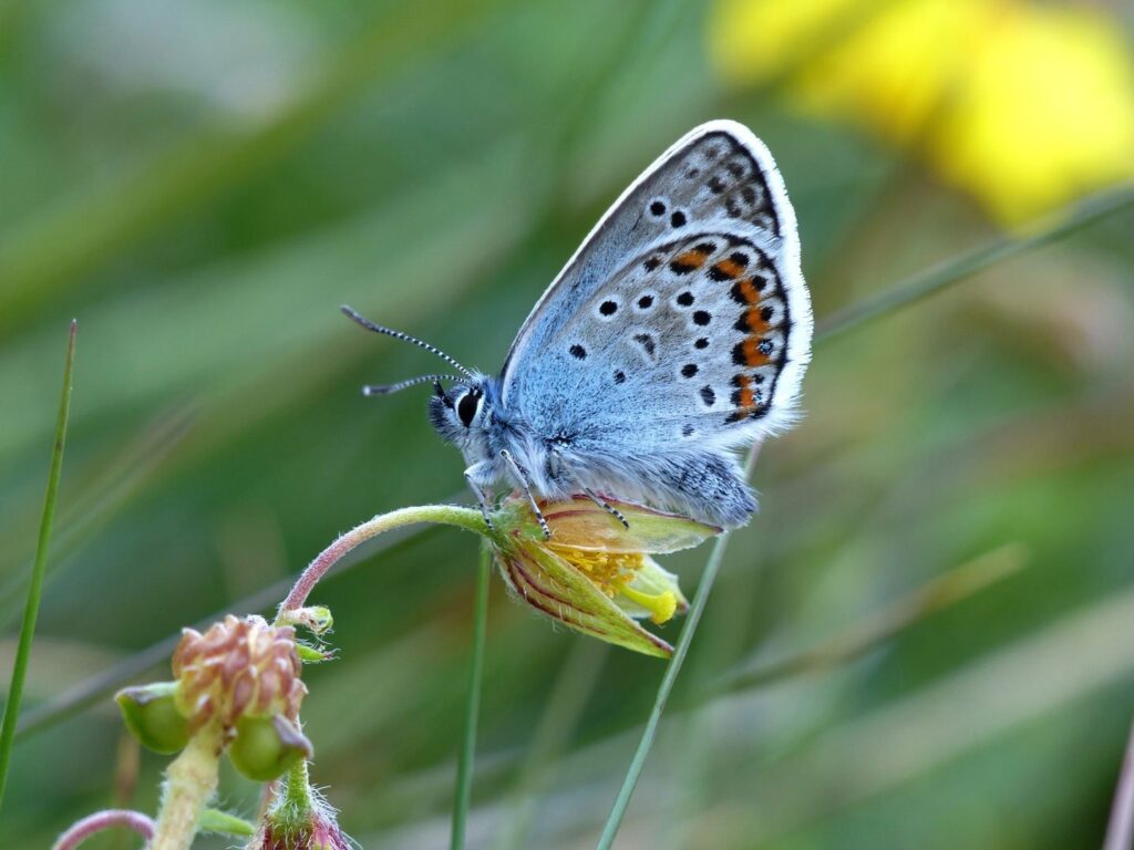 Silver-studded blue butterfly perched on a small flower bud, showing pale blue-grey wings with black spots and orange markings