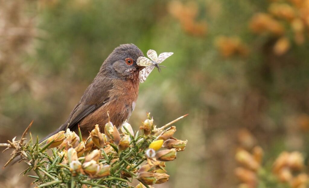Dartford warbler perched on a gorse bush holding a pale moth in its beak