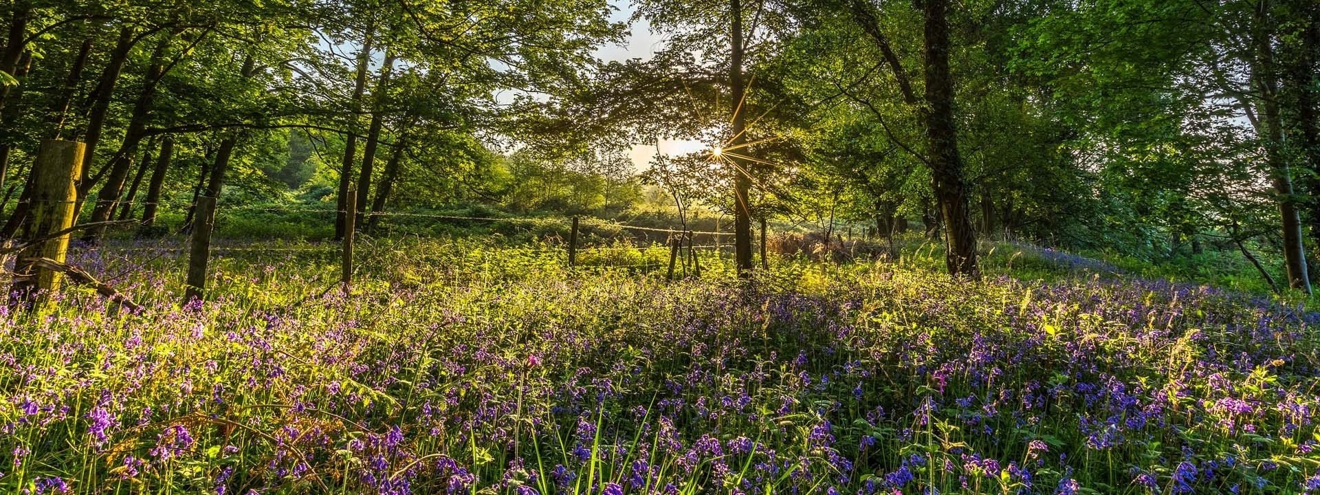 Sunlight shining through trees over a woodland meadow carpeted with purple bluebells