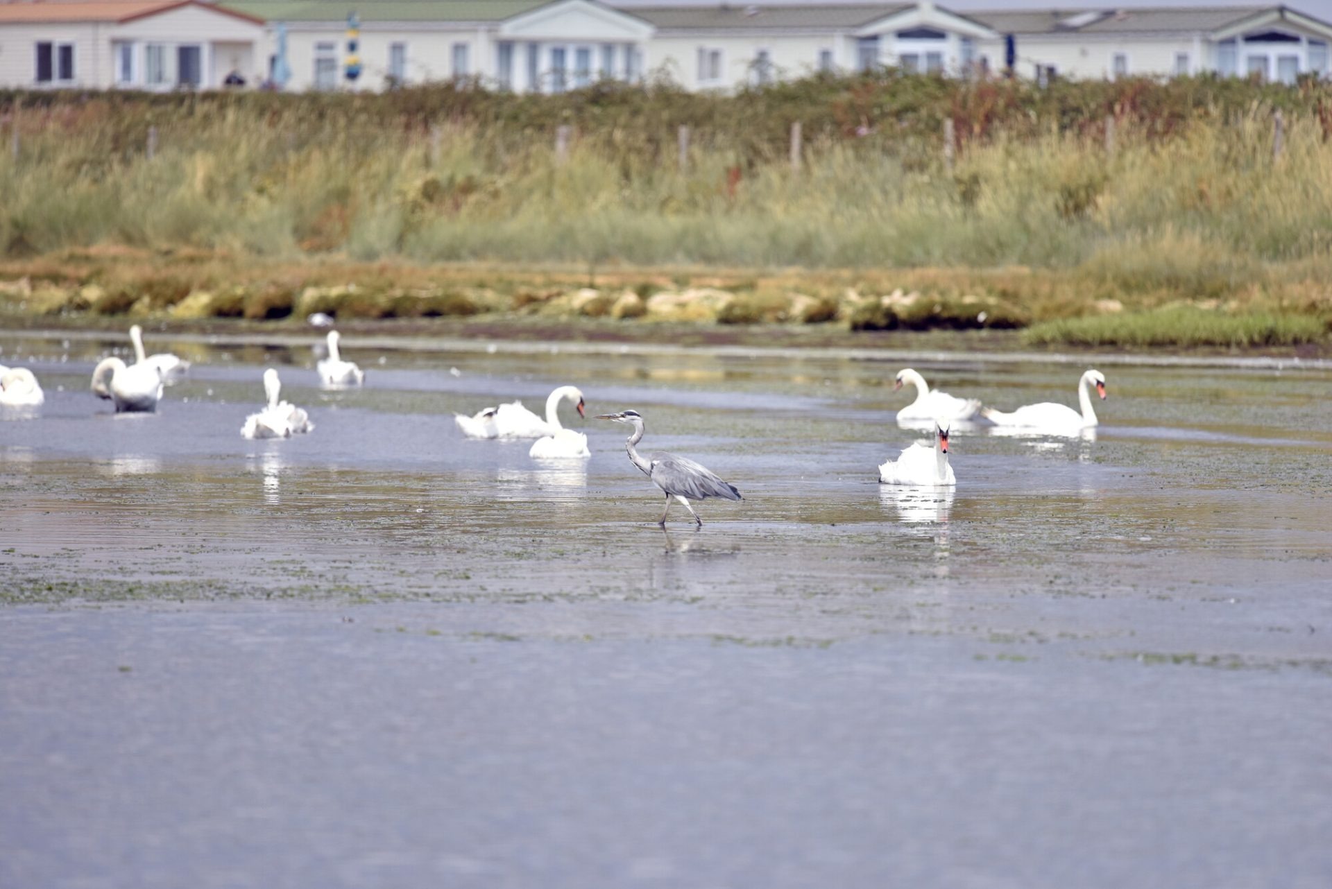 Grey heron wading among white swans on a shallow lagoon, with grassy dunes and seaside houses in the background