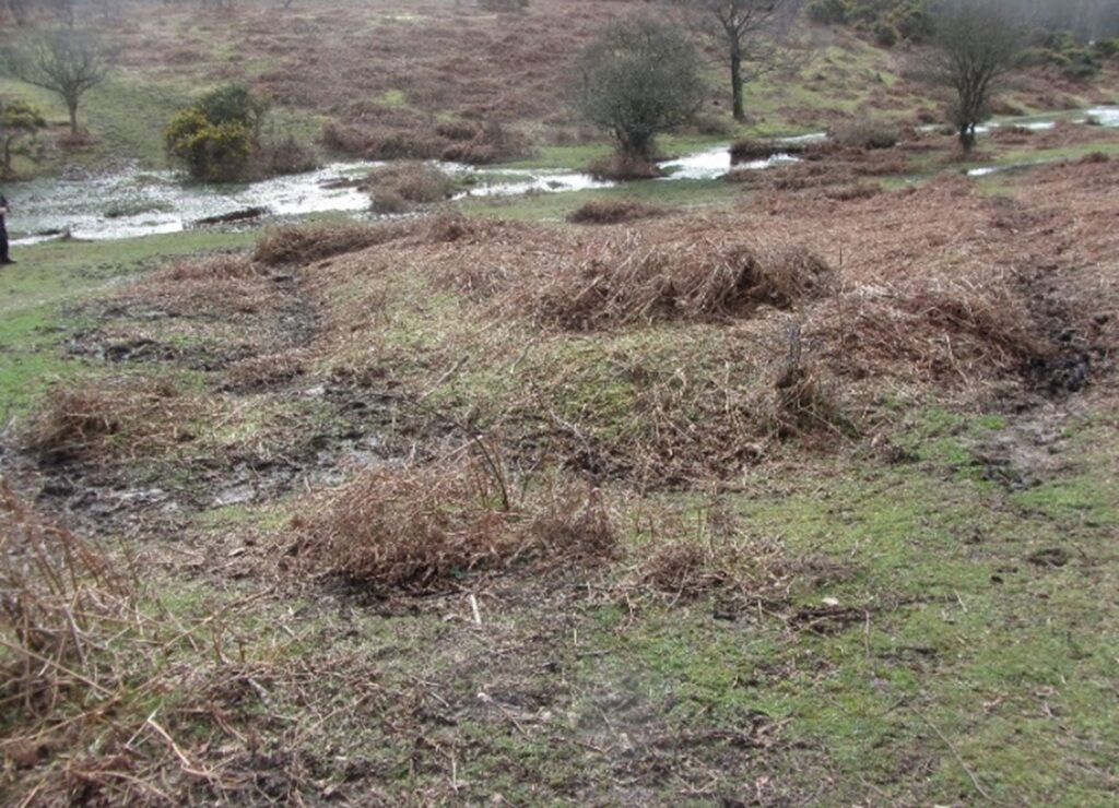 Low grassy mound covered in brown bracken, with muddy ground and a shallow stream and scattered trees in the background