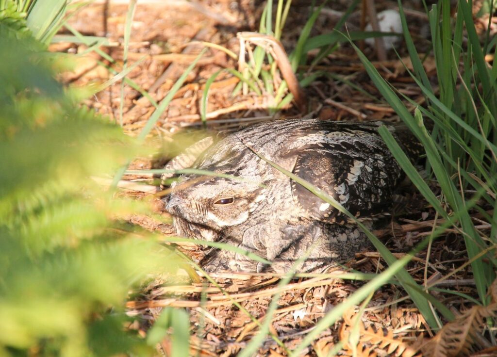 Camouflaged nightjar resting on leaf litter among tall grass, partly shaded by foliage