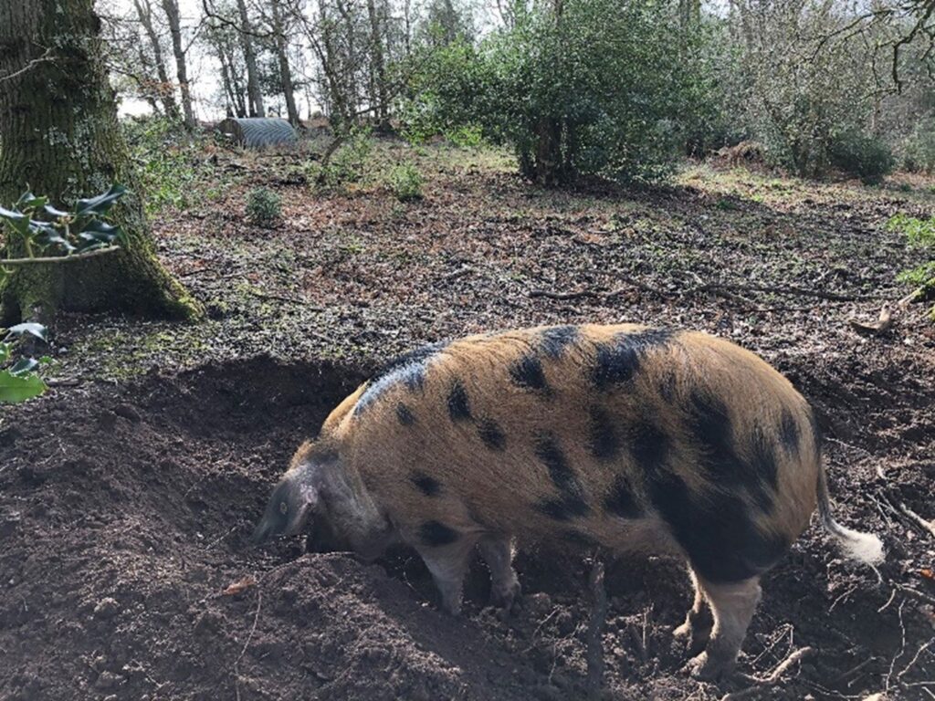 Gloucester Old Spot pig rooting in soil on a wooded hillside in sunlight