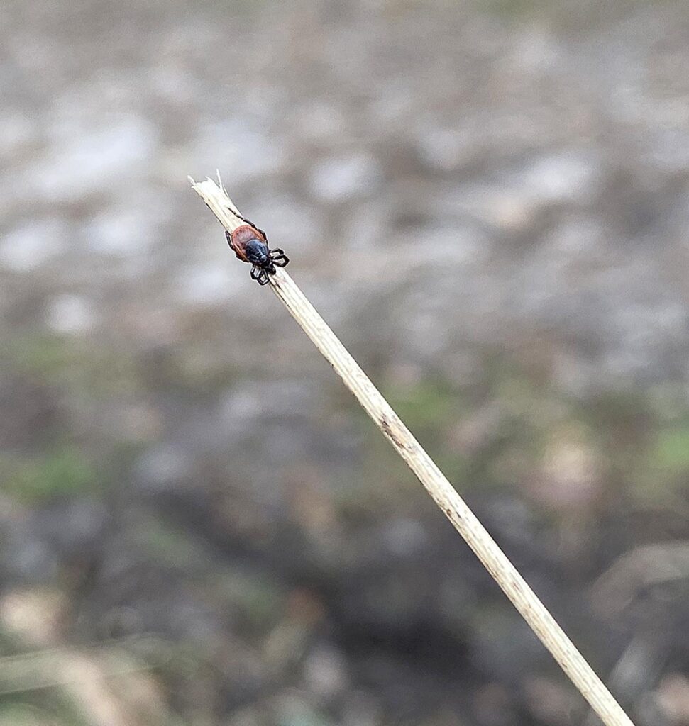 tick on a twig