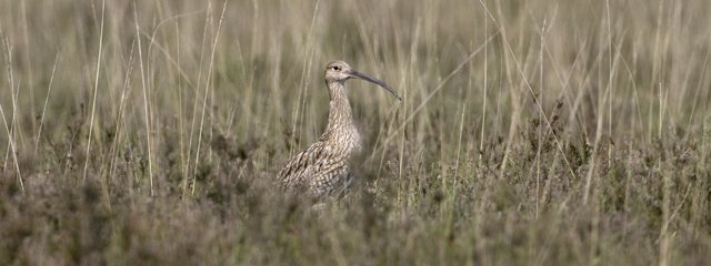 Eurasian curlew Numenius arquata on heathland, New Forest, Hampshire, England