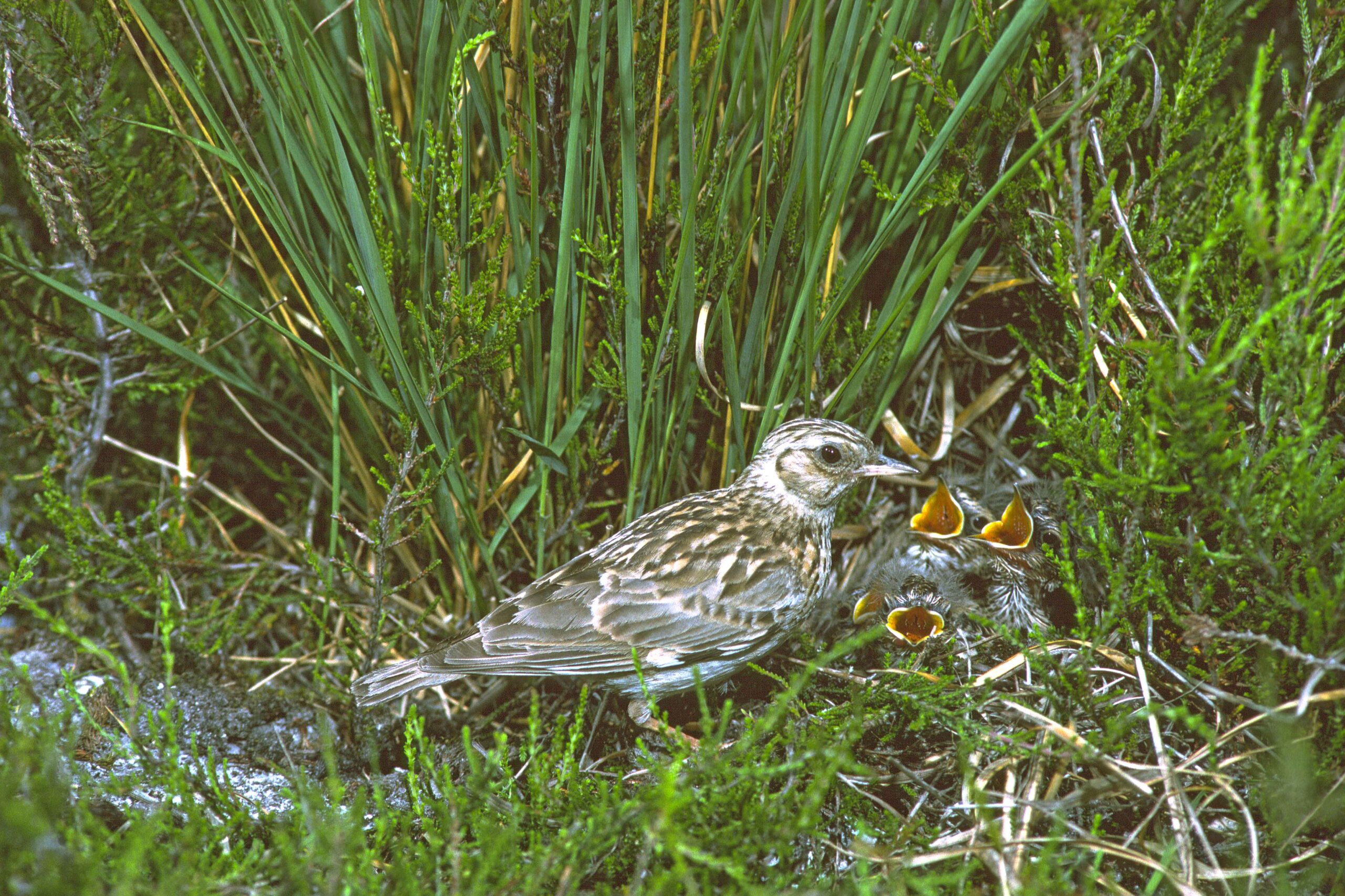 Woodlark Lullula arborea at nest with young Dorset England