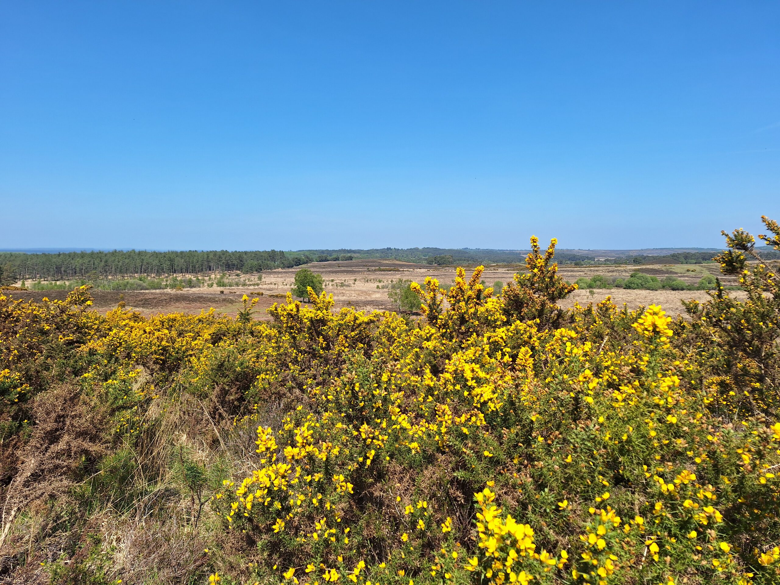 Yellow gorse bushes in bloom on open heathland with a distant tree line under a clear blue sky on the Bisterne Estate