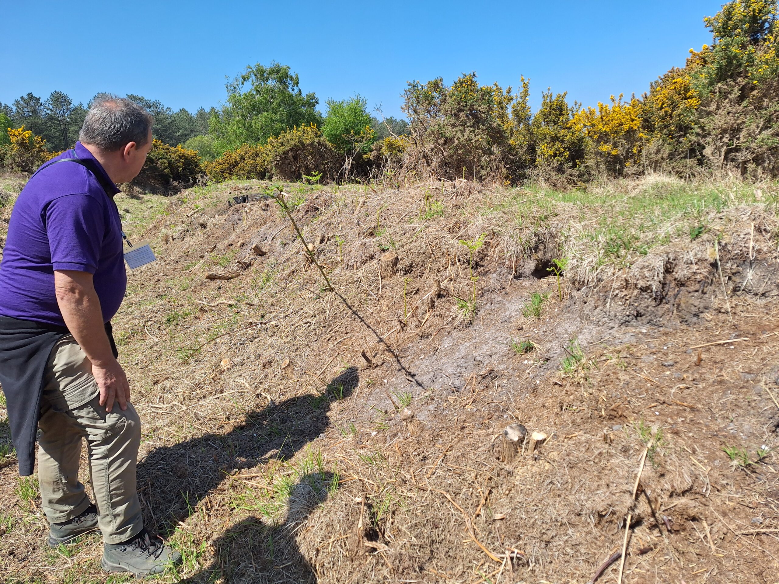 Man in a purple shirt looks at a sandy reptile bank habitat with scrub and yellow gorse under a clear blue sky