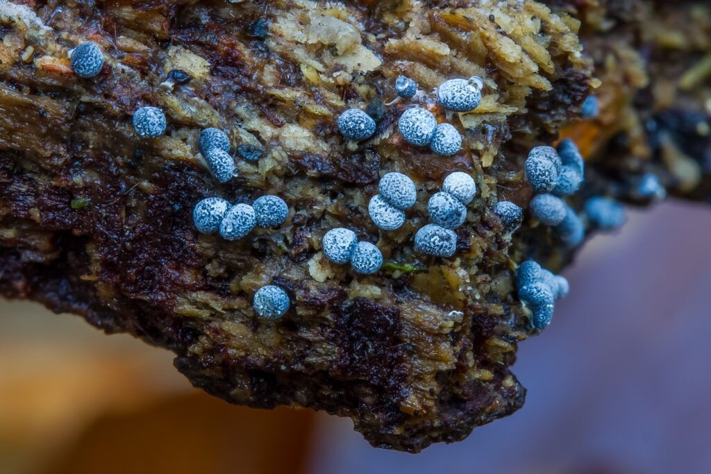 Close-up of blue-gray Badhamia slime mold fruiting bodies clustered on decaying wood
