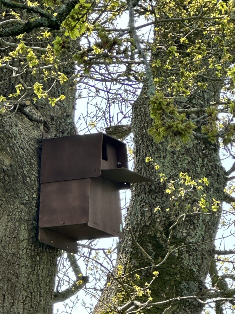 barn owl box in a tress