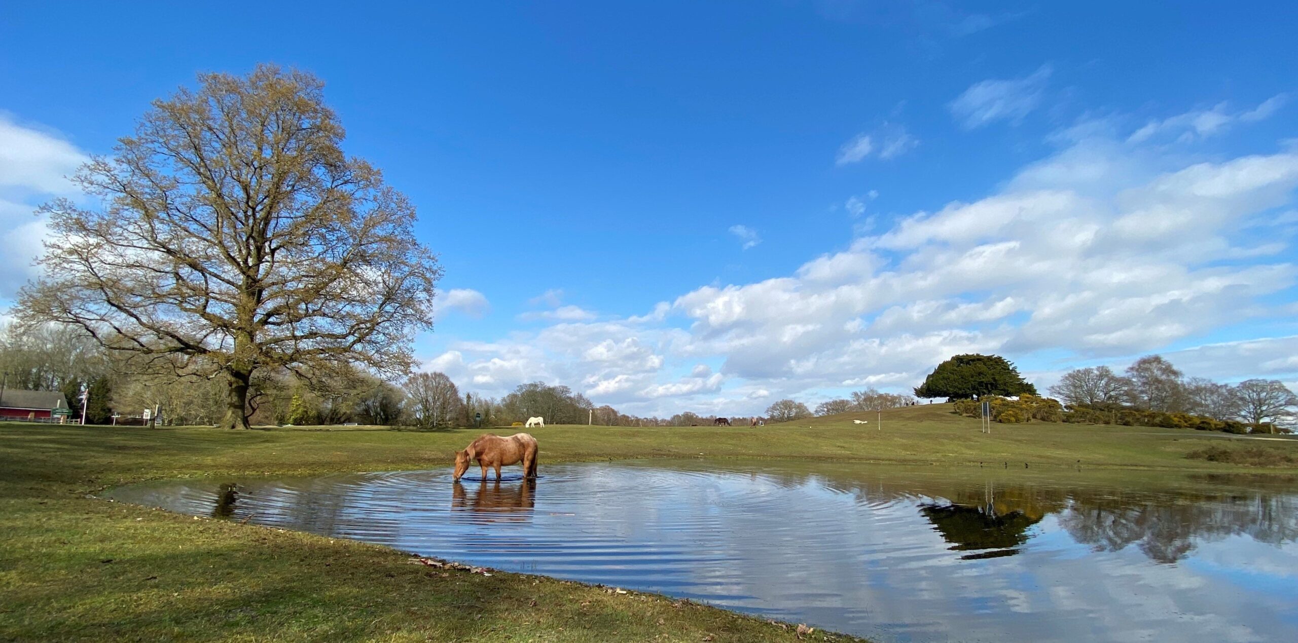 New Forest Pony wading through flooded ground near Bolton's Bench