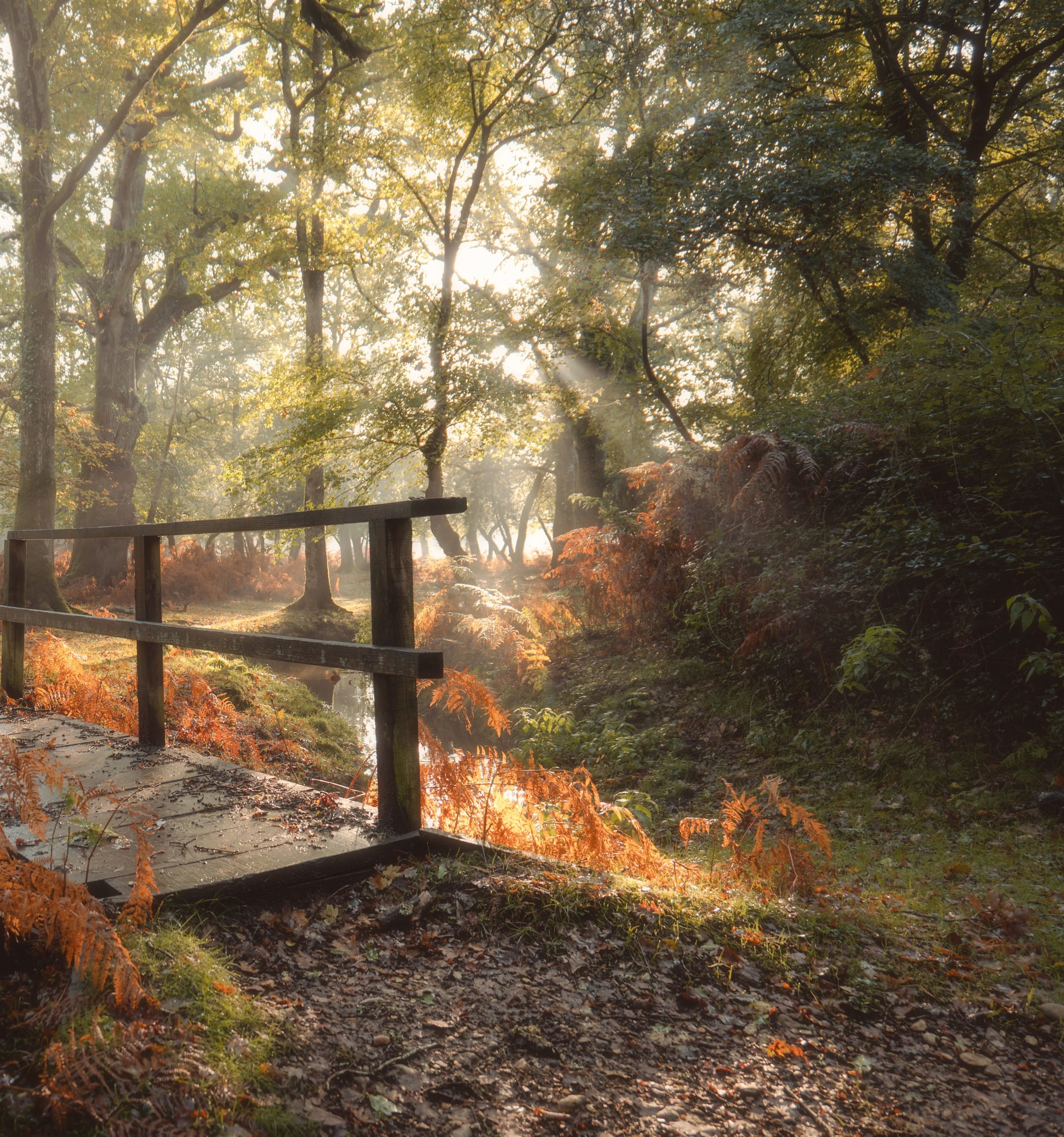 A wooden bridge over a stream with autumn trees behind
