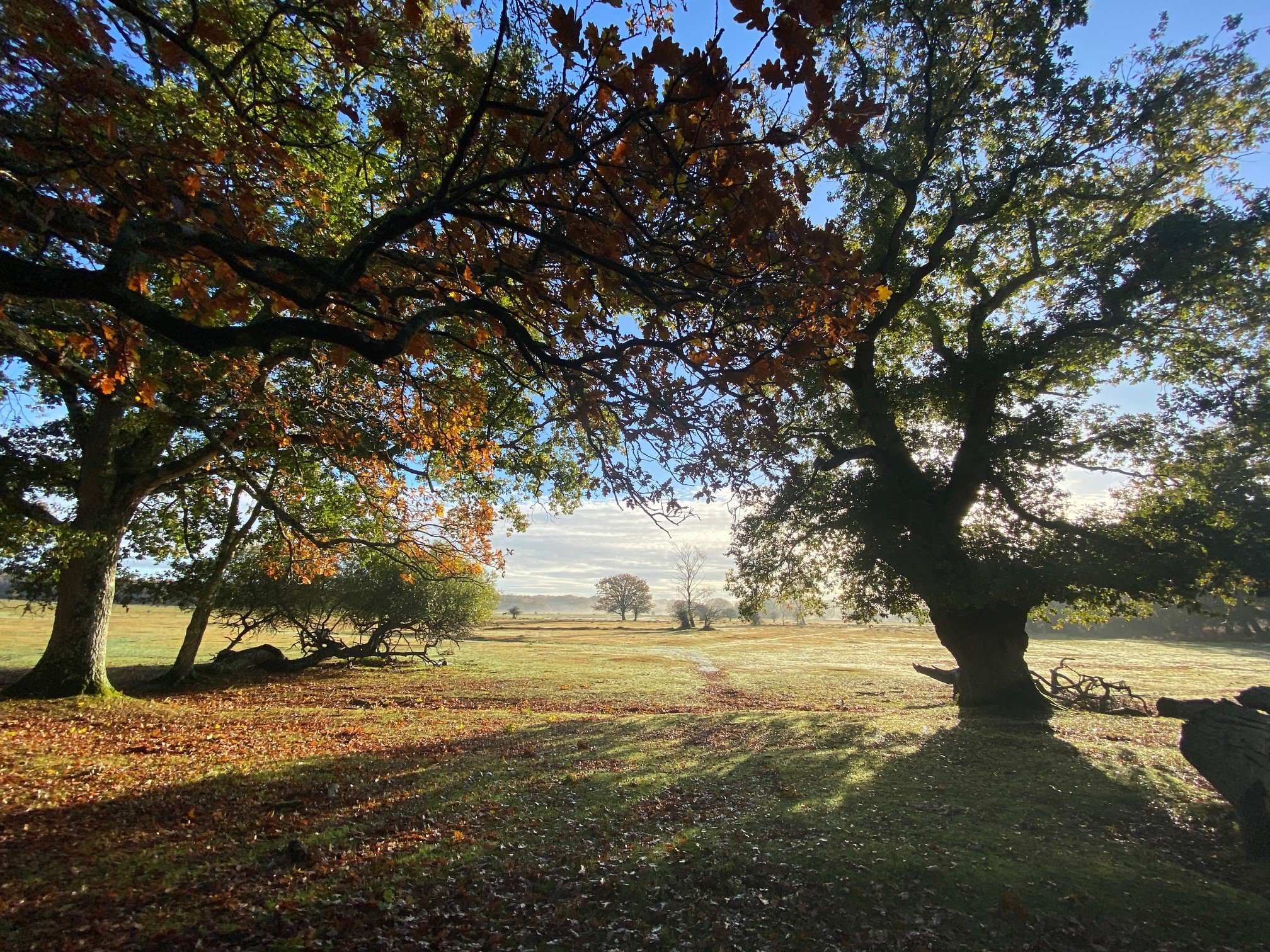View of autumn trees in sunlight looking over heathland