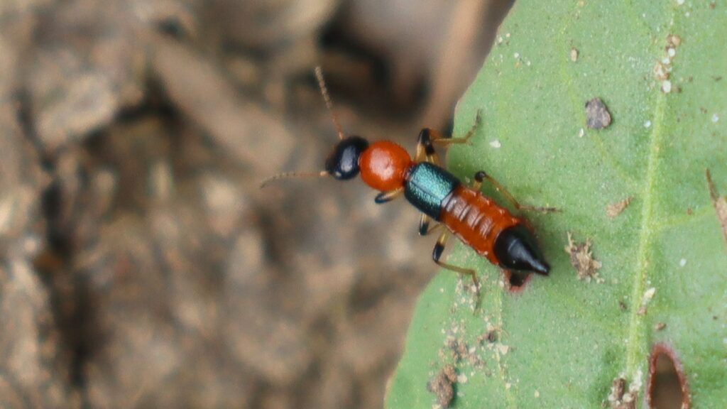 Coastal Paederus rove beetle with red thorax and metallic blue wings on a green leaf