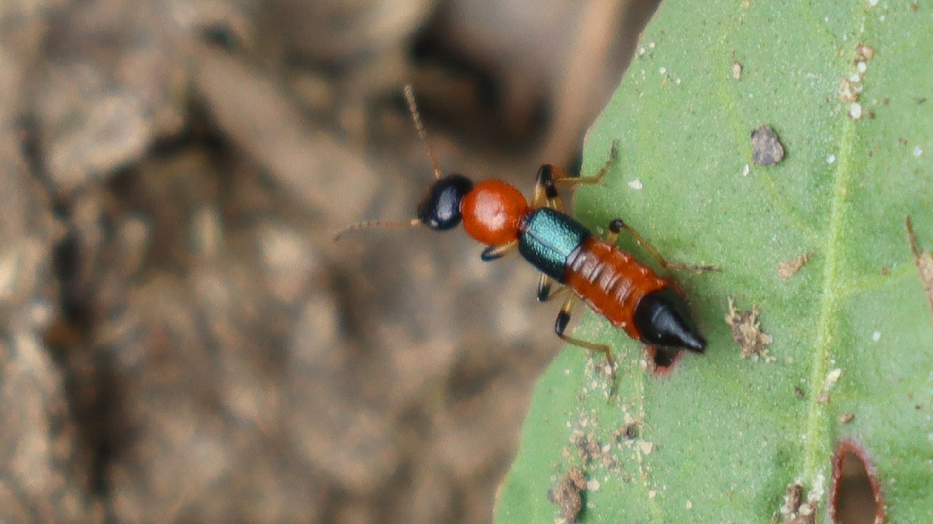 Coastal Paederus rove beetle with red thorax and metallic blue wings on a green leaf