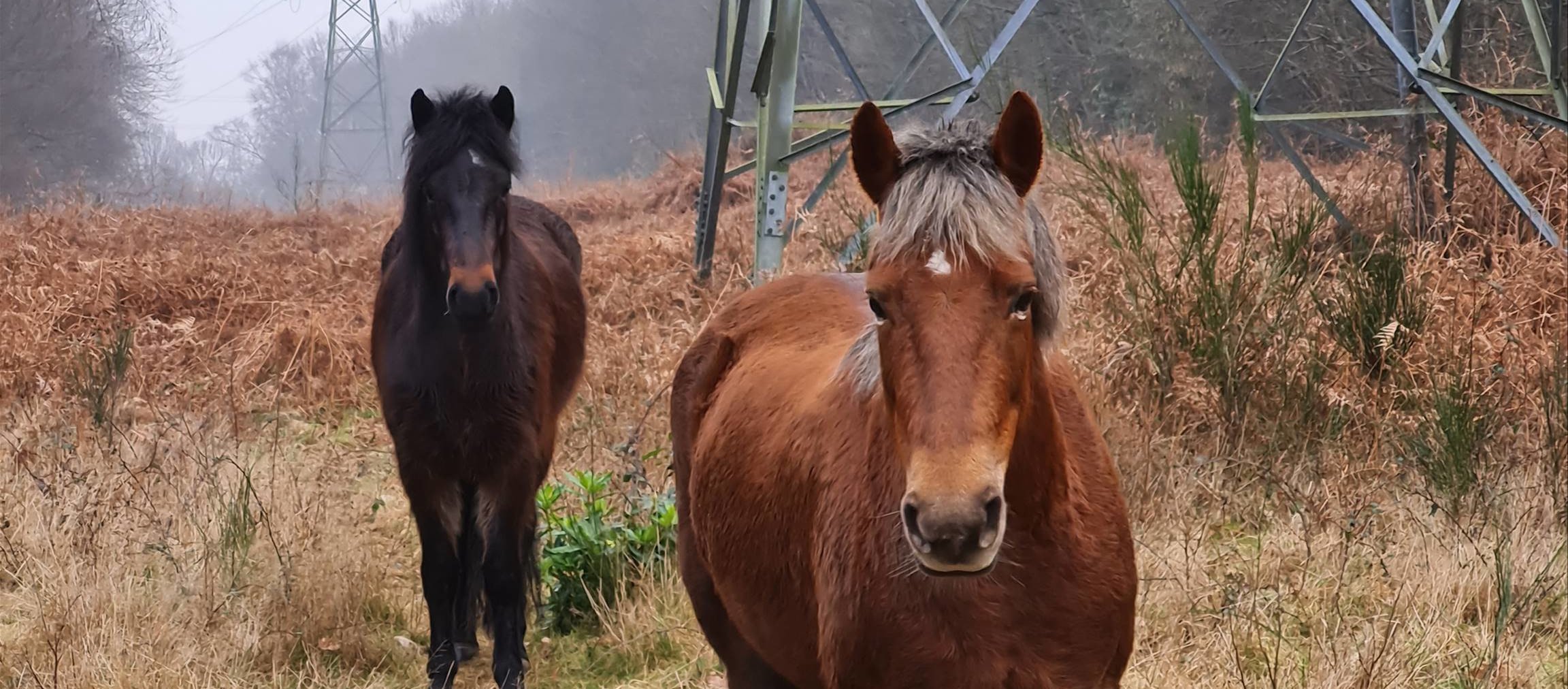 Two ponies on grazing land