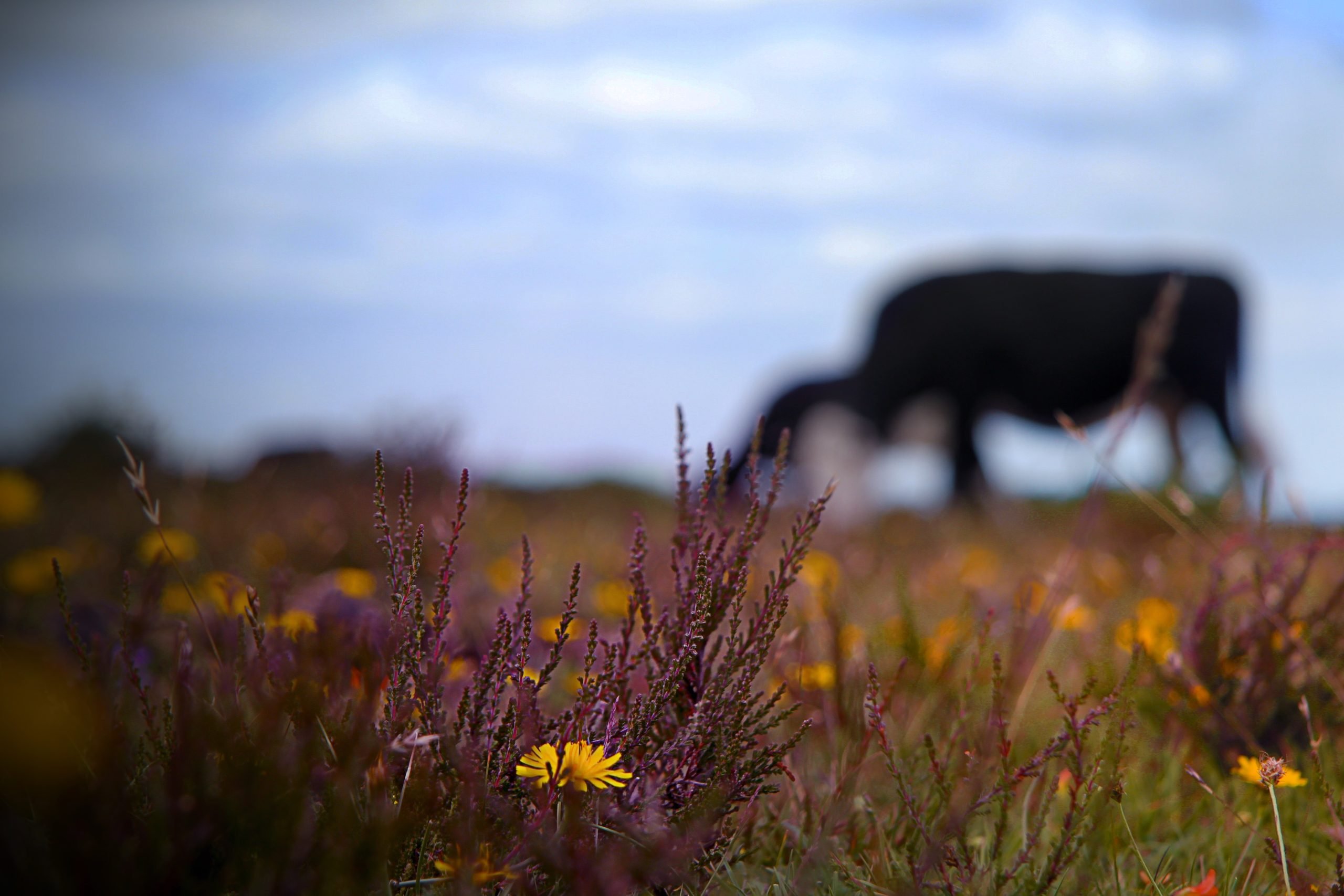 Cow on heathland by Zacary Colverson