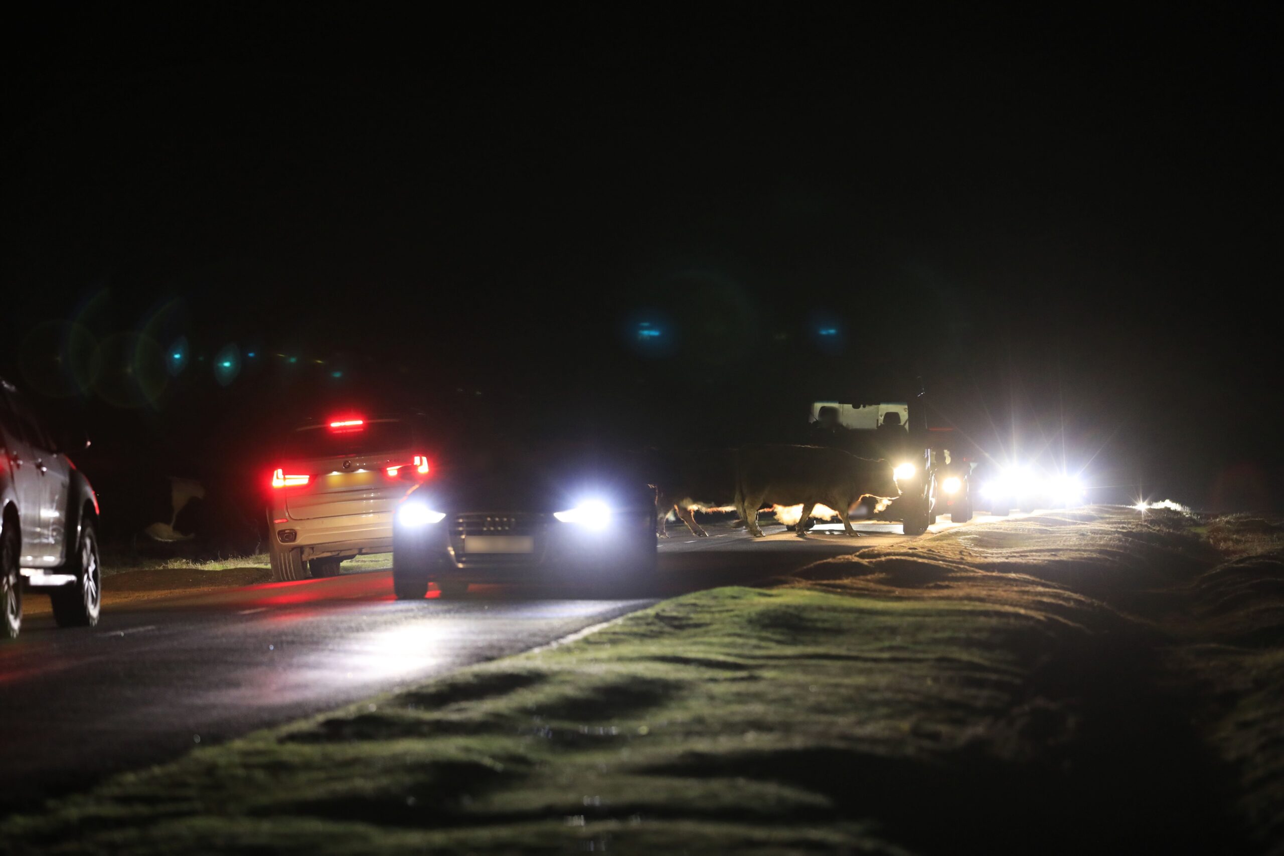 Cows in the road at night
