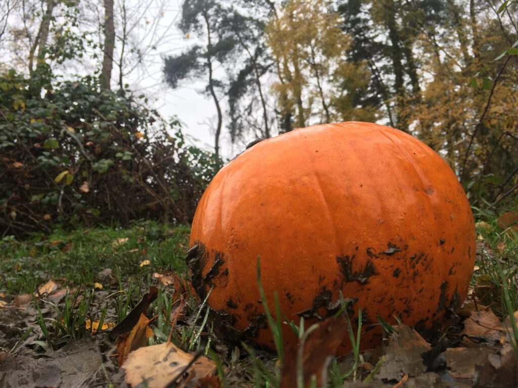 Discarded pumpkin in the New Forest
