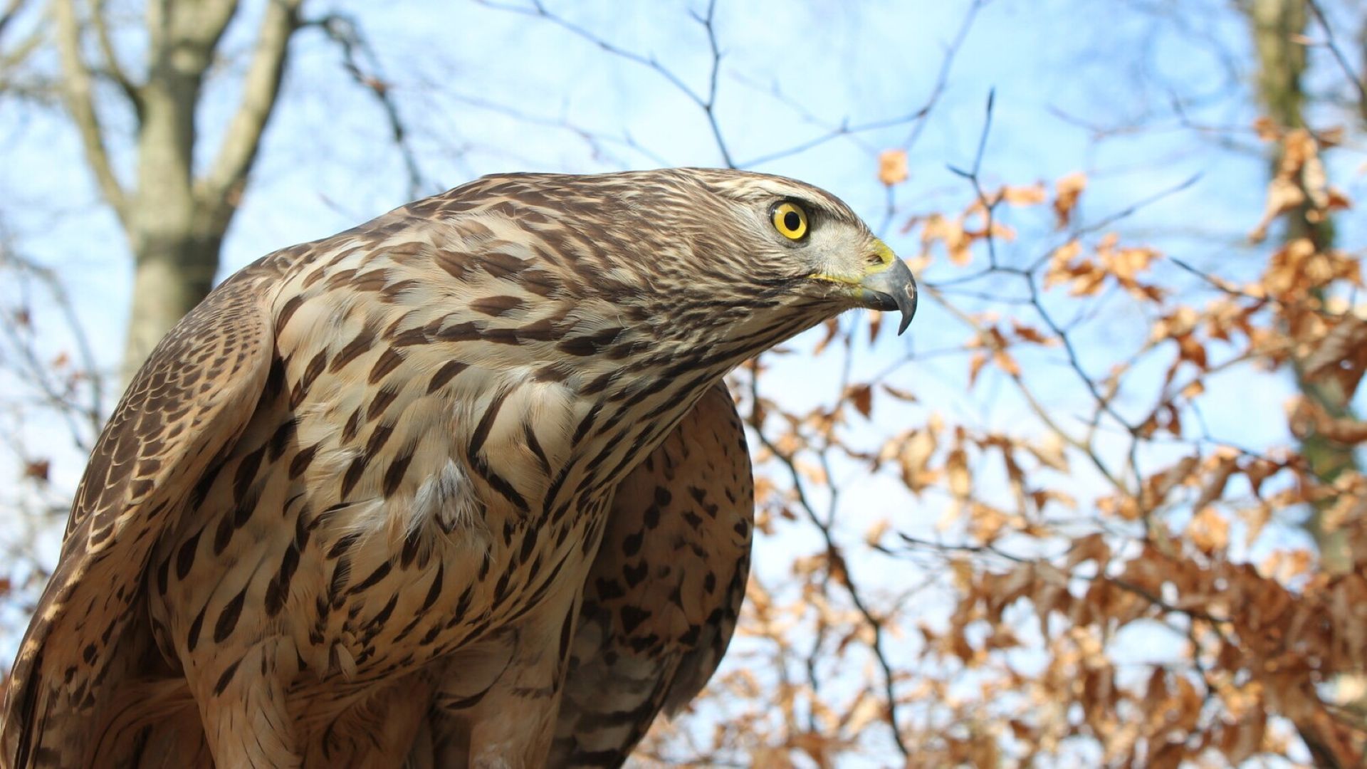 Close-up of a female goshawk perched in a tree, showing yellow eye and streaked brown and white feathers against blue sky