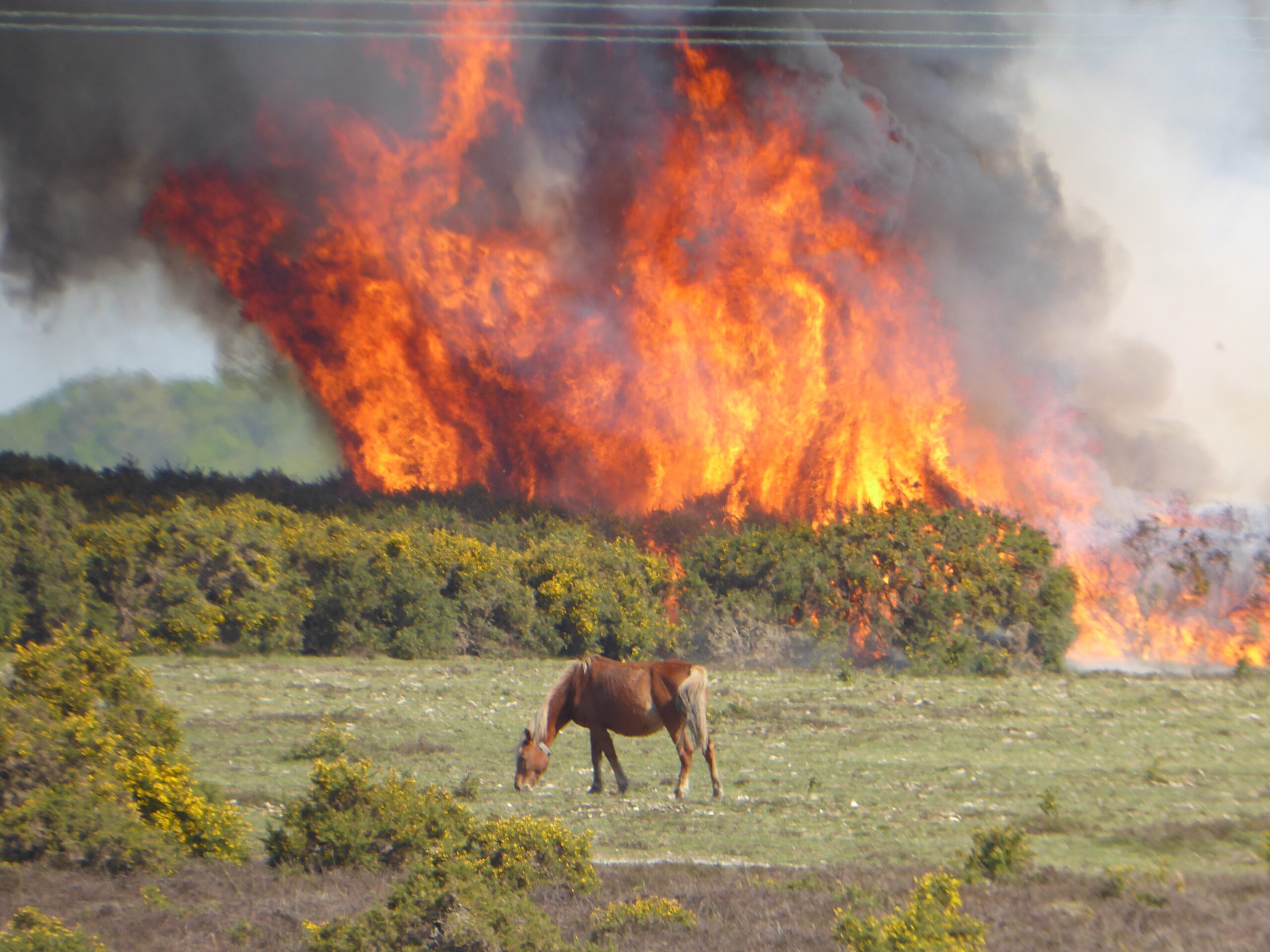 Fire with horse