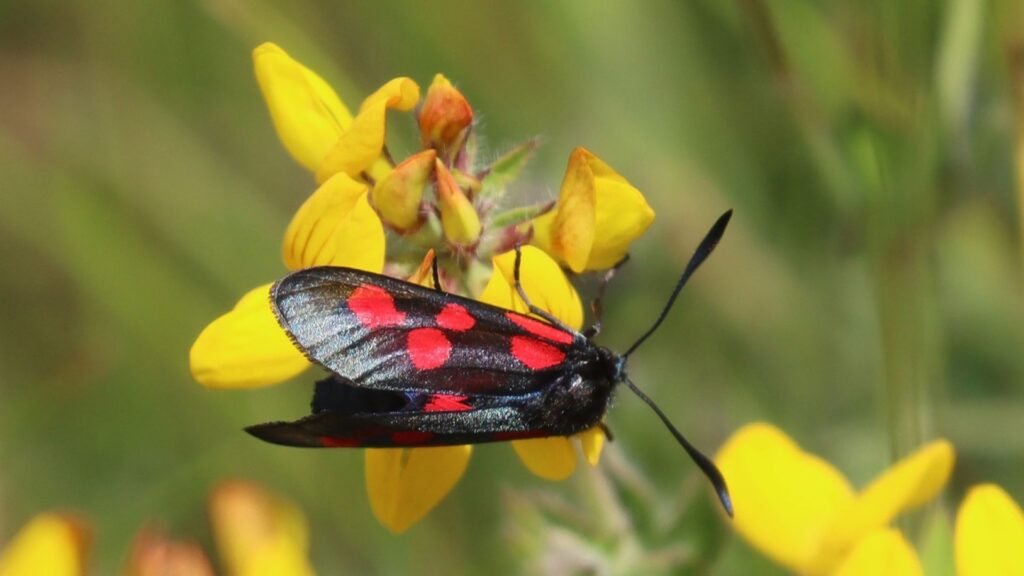 White caravan towed by a car on a narrow tree-lined road with fallen leaves and sunlight filtering through the canopy