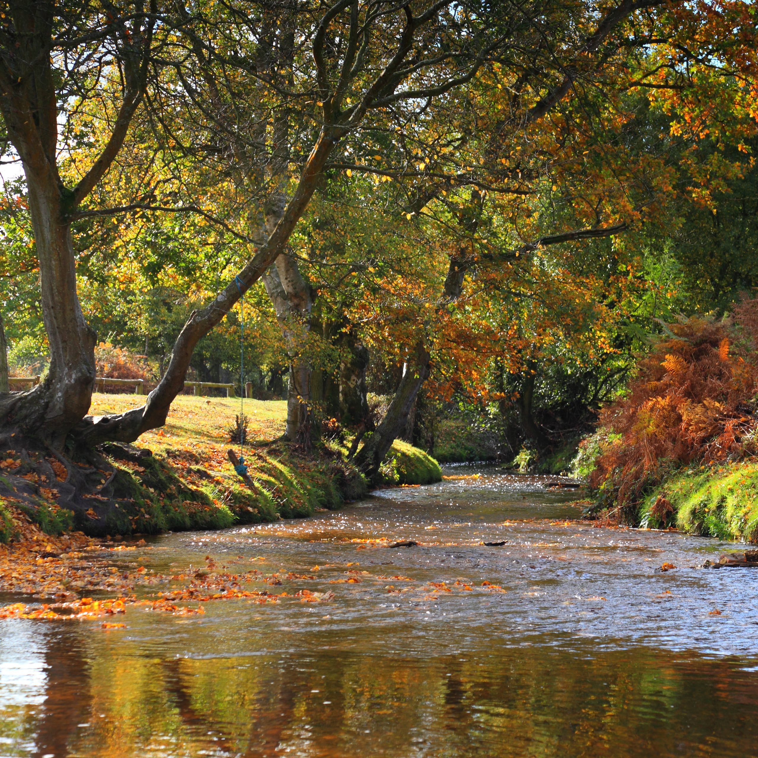 New Forest river and trees