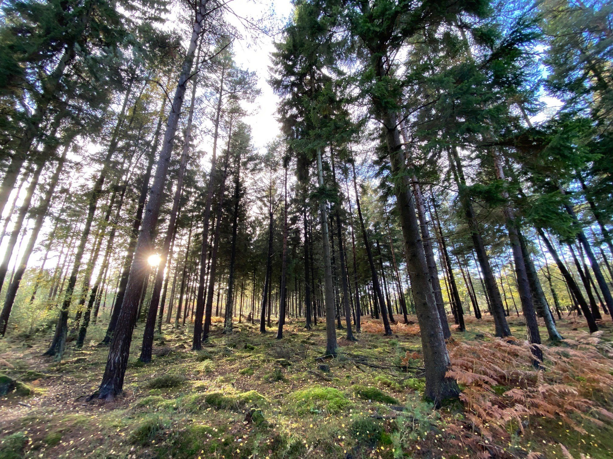Pine forest with sun shining through