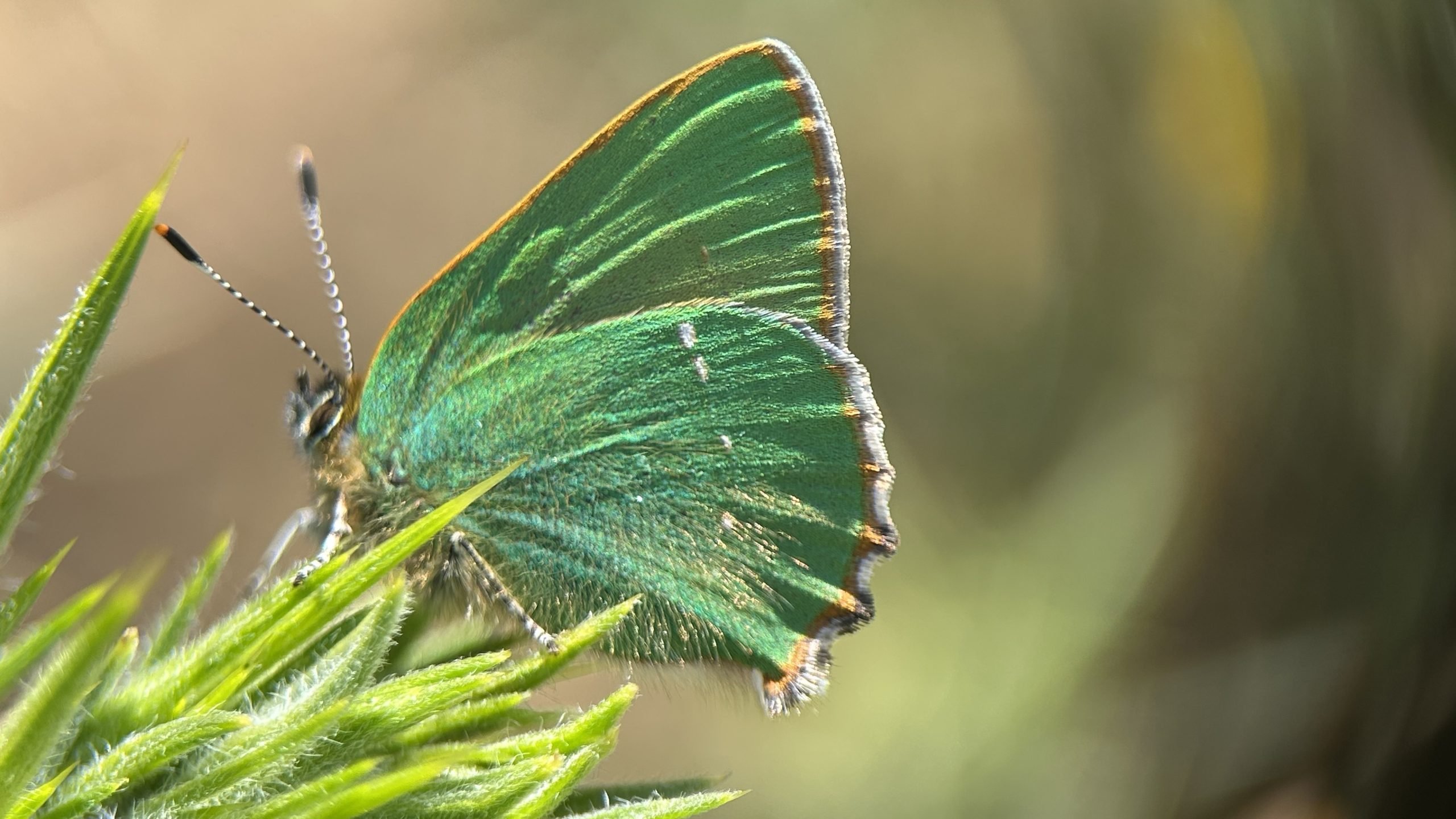 Green Hairstreak butterfly
