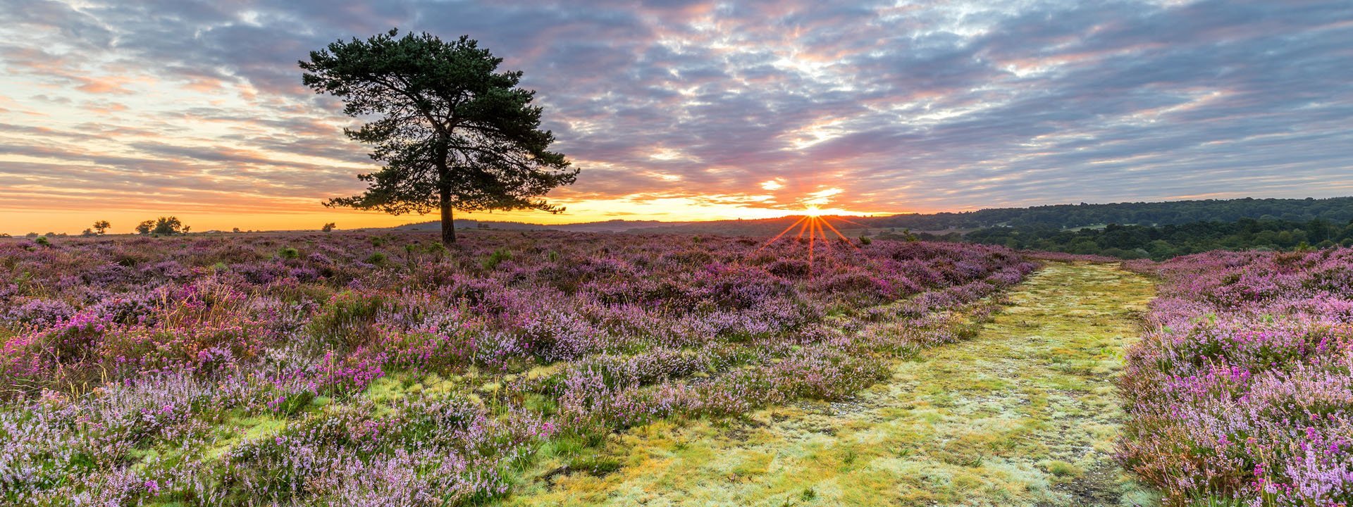 Lone tree on heathland at sunset with track leading onto the horizon