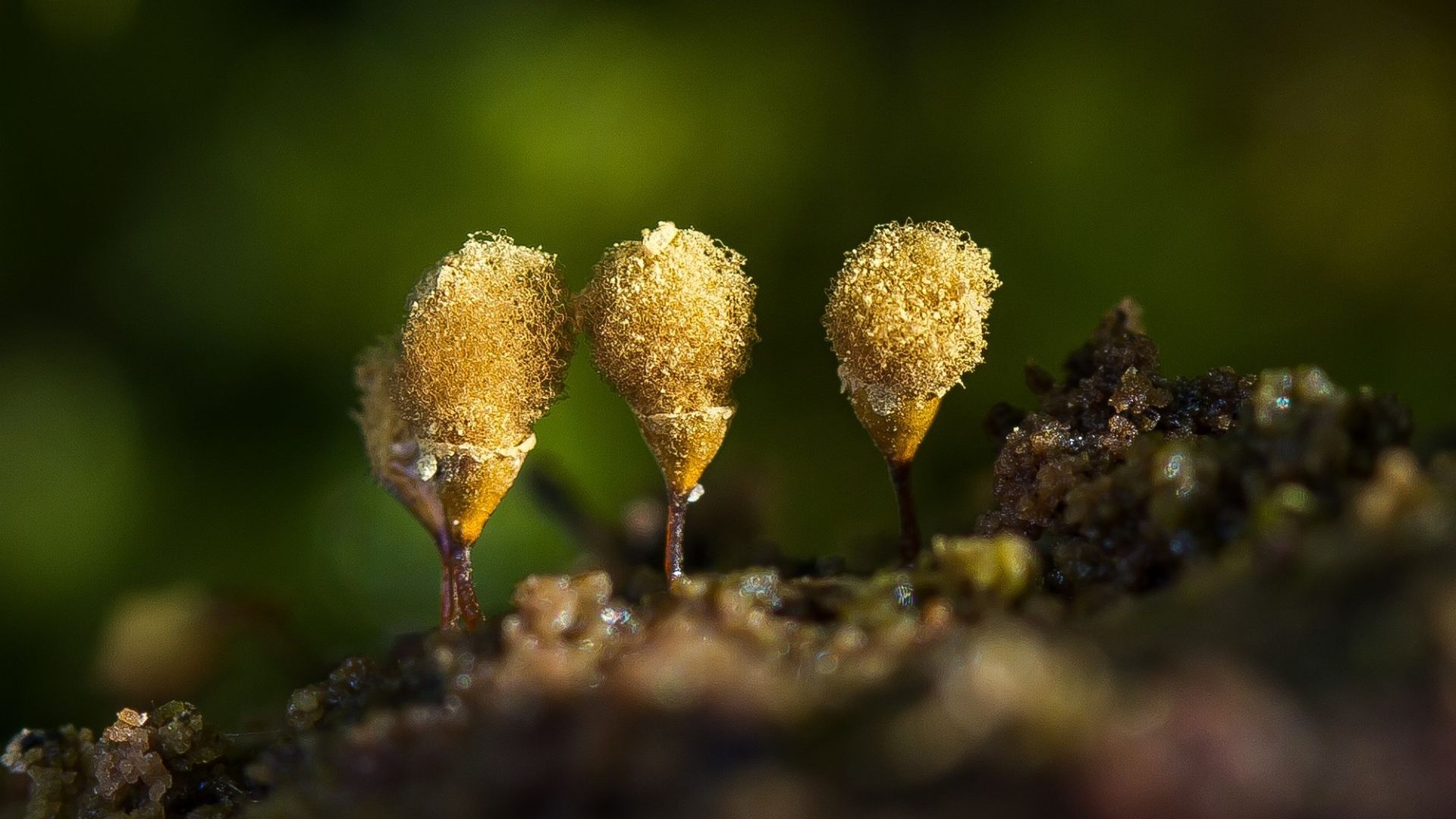 Macro of three yellow Hemitrichia clavata slime mold fruiting bodies on thin stalks growing from decaying wood