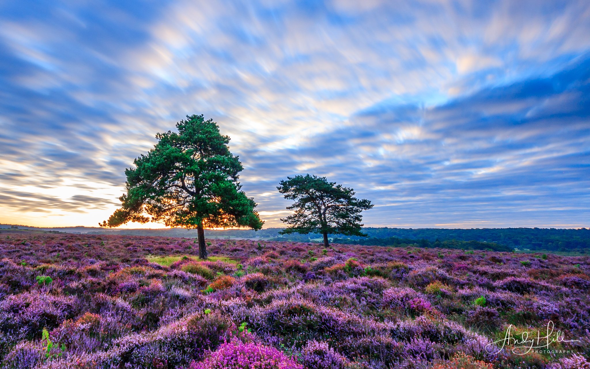 Ibsley Common, credit Andy Hill
