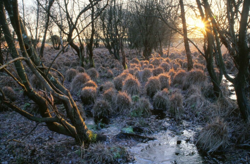 Landford Bog Frosty Autumn